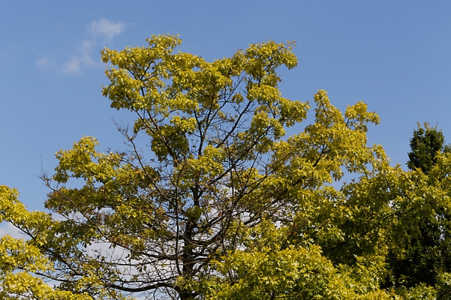 Jardin des Impressionnistes-119